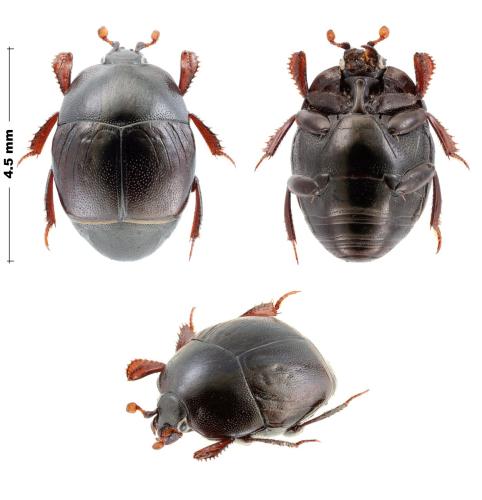 Saprinus sp.